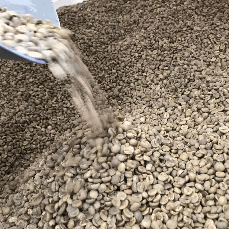 Jaques Green Coffee Beans